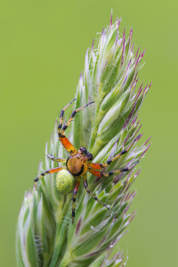 Spider - Araniella species 1